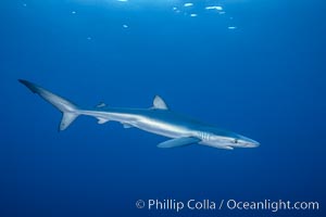 Juvenile blue shark in the open ocean, Prionace glauca, San Diego, California