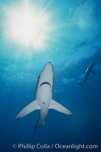 Blue shark underwater in the open ocean, Prionace glauca, San Diego, California