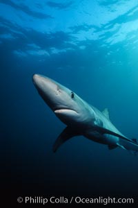 Blue shark underwater in the open ocean, Prionace glauca, San Diego, California