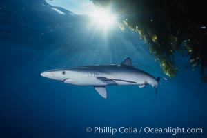 Blue shark and offshore drift kelp. San Diego, California, USA, Macrocystis pyrifera, Prionace glauca, natural history stock photograph, photo id 01082