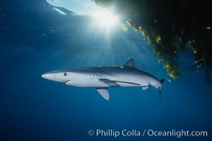 Blue shark and offshore drift kelp, Macrocystis pyrifera, Prionace glauca, San Diego, California