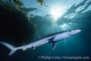 Blue shark underwater in the open ocean, Prionace glauca, San Diego, California