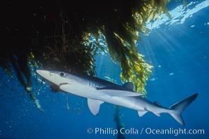 Blue shark underneath offshore drift kelp, open ocean, San Diego. Prionace glauca.