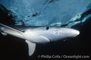 Blue shark, detail showing ampullae of Lorenzini, Prionace glauca, San Diego, California