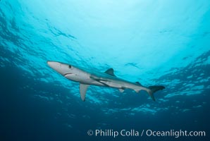 Blue shark, Prionace glauca, San Diego, California