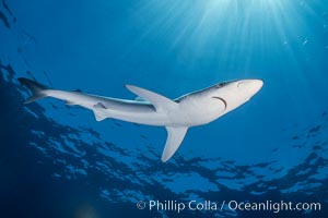 Juvenile blue shark in the open ocean. San Diego, California, USA, Prionace glauca, natural history stock photograph, photo id 01919