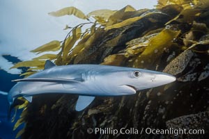 Blue shark and offshore drift kelp paddy, open ocean, Prionace glauca, San Diego, California