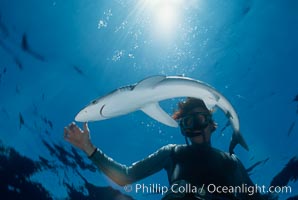 Blue shark and diver, Prionace glauca, San Diego, California