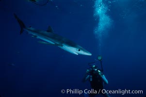 Blue shark, Prionace glauca, San Diego, California