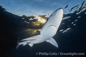 A blue shark swims through the open ocean in search of prey, backlit by the sunset. Prionace glauca.