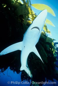 Blue shark searching drift kelp for food, open ocean. San Diego, California, USA, Prionace glauca, natural history stock photograph, photo id 02288
