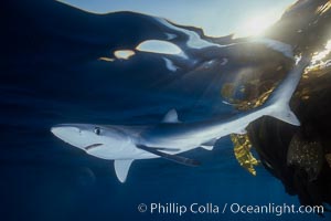 Blue shark and offshore drift kelp paddy, open ocean