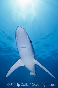 Blue shark, open ocean. San Diego. Prionace glauca.