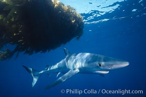 Blue shark, open ocean, Prionace glauca, San Diego, California