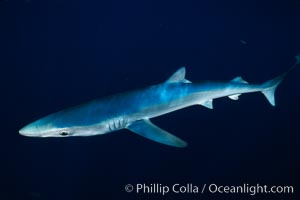 Blue shark, open ocean, Prionace glauca, San Diego, California