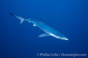 Blue shark, open ocean, Prionace glauca, San Diego, California