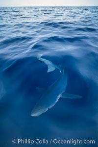 Blue shark, open ocean.