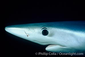 Blue shark, eye and small portion of nictitating membrane, open ocean, Prionace glauca, San Diego, California