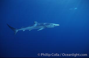 Blue shark, Baja California, Prionace glauca