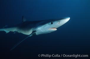 Blue shark, Baja California, Prionace glauca