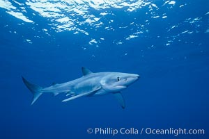 Blue shark, Baja California, Prionace glauca