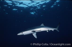 Blue shark, Baja California, Prionace glauca