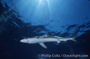 Blue shark, Baja California, Prionace glauca