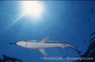 Blue shark, Baja California, Prionace glauca