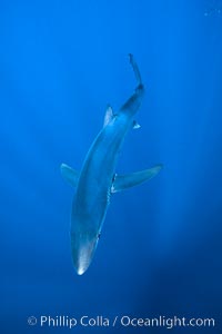 Blue shark, Baja California, Prionace glauca