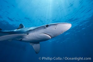 Blue shark, Baja California, Prionace glauca