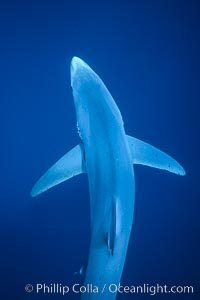 Blue shark, dorsal aspect, Baja California. Prionace glauca.