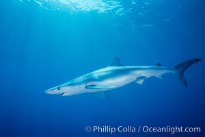 Blue shark, Baja California, Prionace glauca