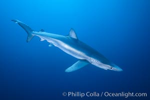 Blue shark, Baja California, Prionace glauca