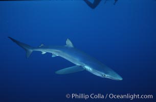 Blue shark, Baja California, Prionace glauca