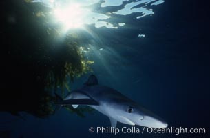 Blue shark, Baja California, Prionace glauca