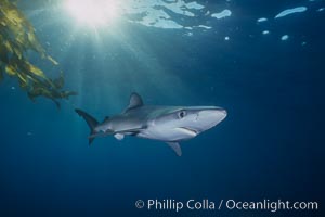 Blue shark and offshore drift kelp paddy, open ocean. Baja California, Mexico, Prionace glauca, natural history stock photograph, photo id 04860