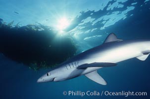 Blue shark, Baja California, Prionace glauca