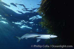 Blue shark, Baja California, Prionace glauca