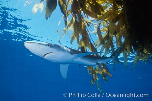 Blue shark and offshore drift kelp paddy, open ocean. Baja California, Mexico, Prionace glauca, natural history stock photograph, photo id 04864