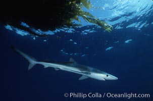 Blue shark, Baja California, Prionace glauca