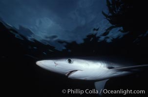 Blue shark, Baja California, Prionace glauca