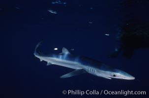 Blue shark, Baja California, Prionace glauca