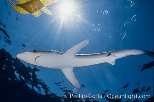 Blue shark and offshore drift kelp paddy, open ocean, Prionace glauca