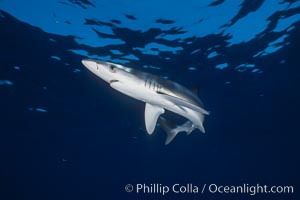 Juvenile blue shark in the open ocean, Prionace glauca