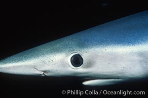 Blue shark, eye and small portion of nictitating membrane, open ocean, San Diego, Prionace glauca