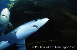 Blue shark, Baja California, Prionace glauca