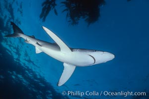 Blue shark and offshore drift kelp paddy, open ocean, Prionace glauca