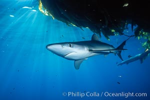 Blue shark and offshore drift kelp paddy, open ocean. Baja California, Mexico, Prionace glauca, natural history stock photograph, photo id 04876