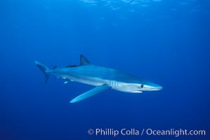 Blue shark, Baja California.