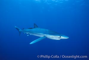 Blue shark, Baja California, Prionace glauca